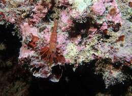 Image of Mediterranean cleaner shrimp