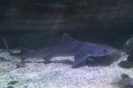 Image of Dusky Smoothhound