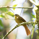 صورة Anabacerthia striaticollis Lafresnaye 1840