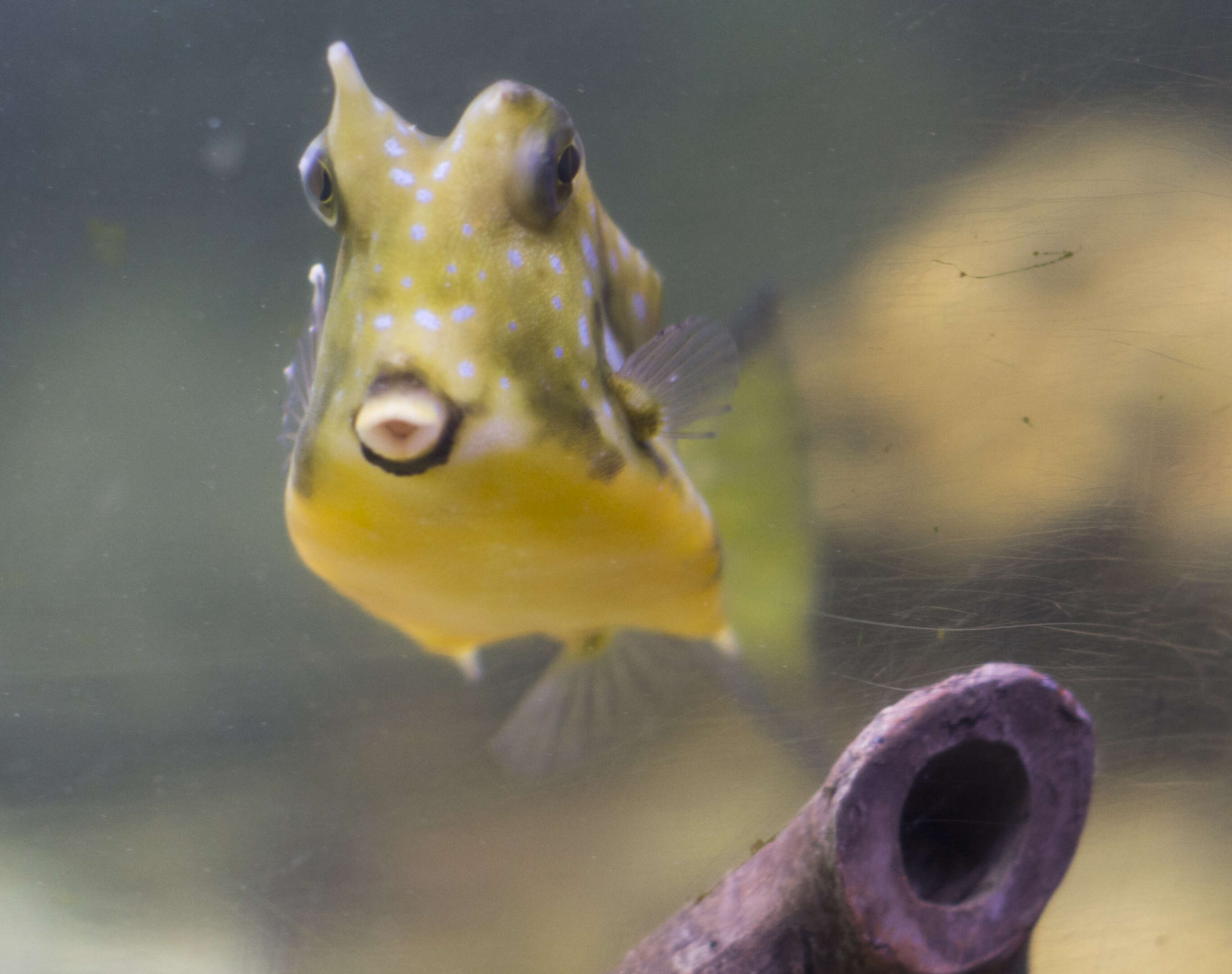 Image of Longhorn cowfish