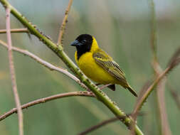 Image of Black-headed Weaver