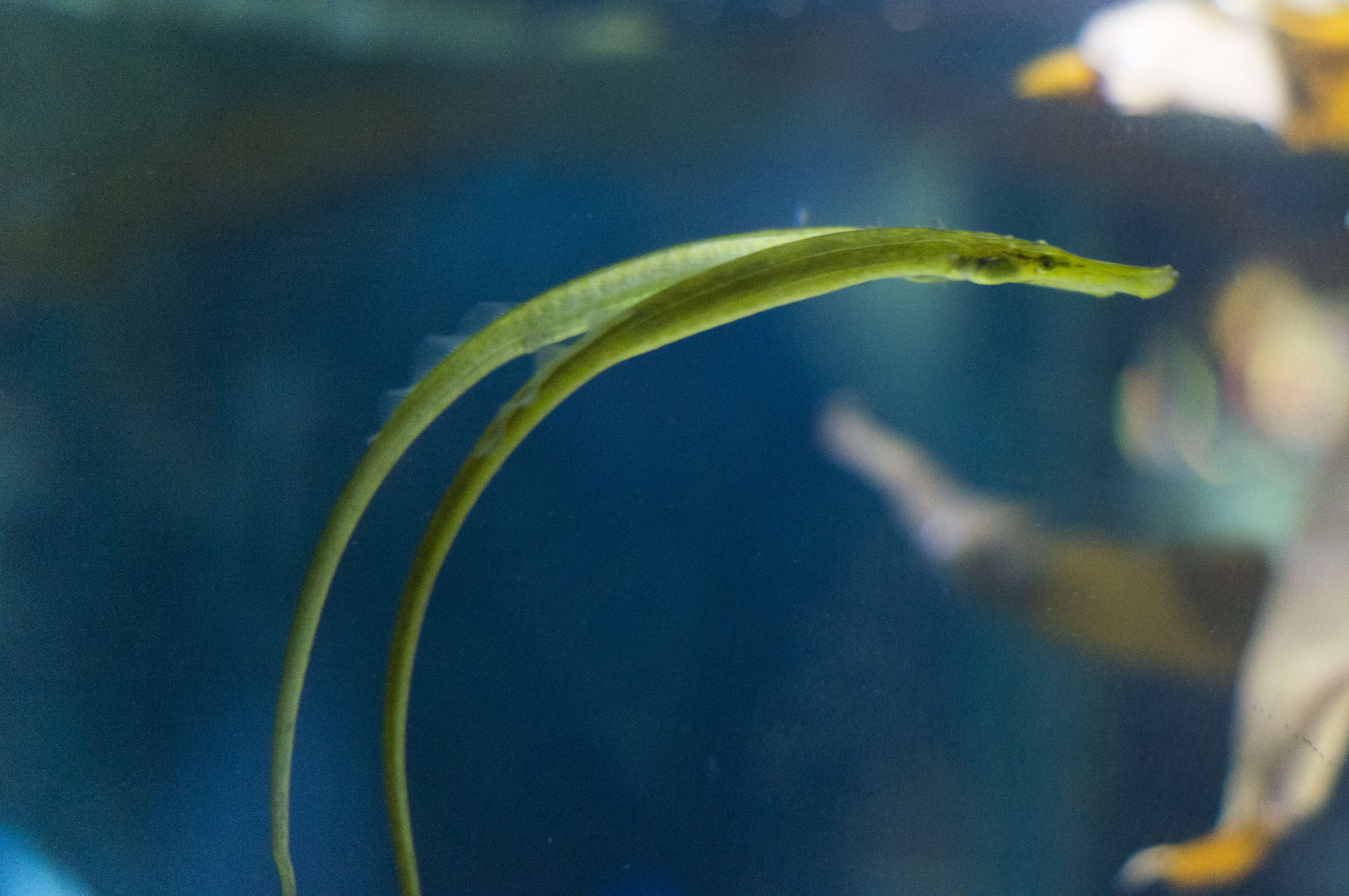 Image of Broadnosed Pipefish