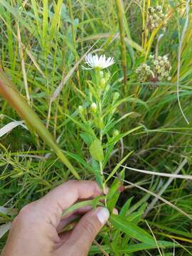 Plancia ëd Symphyotrichum firmum (Nees) G. L. Nesom