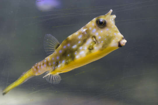 Image of Longhorn cowfish