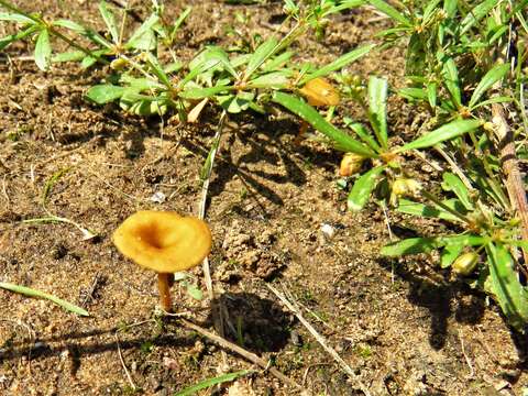 Imagem de Crepidotus subfulviceps (Murrill) Aime, Vila & P.-A. Moreau 2009