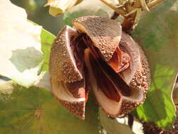 Image of Pterospermum acerifolium (L.) Willd.