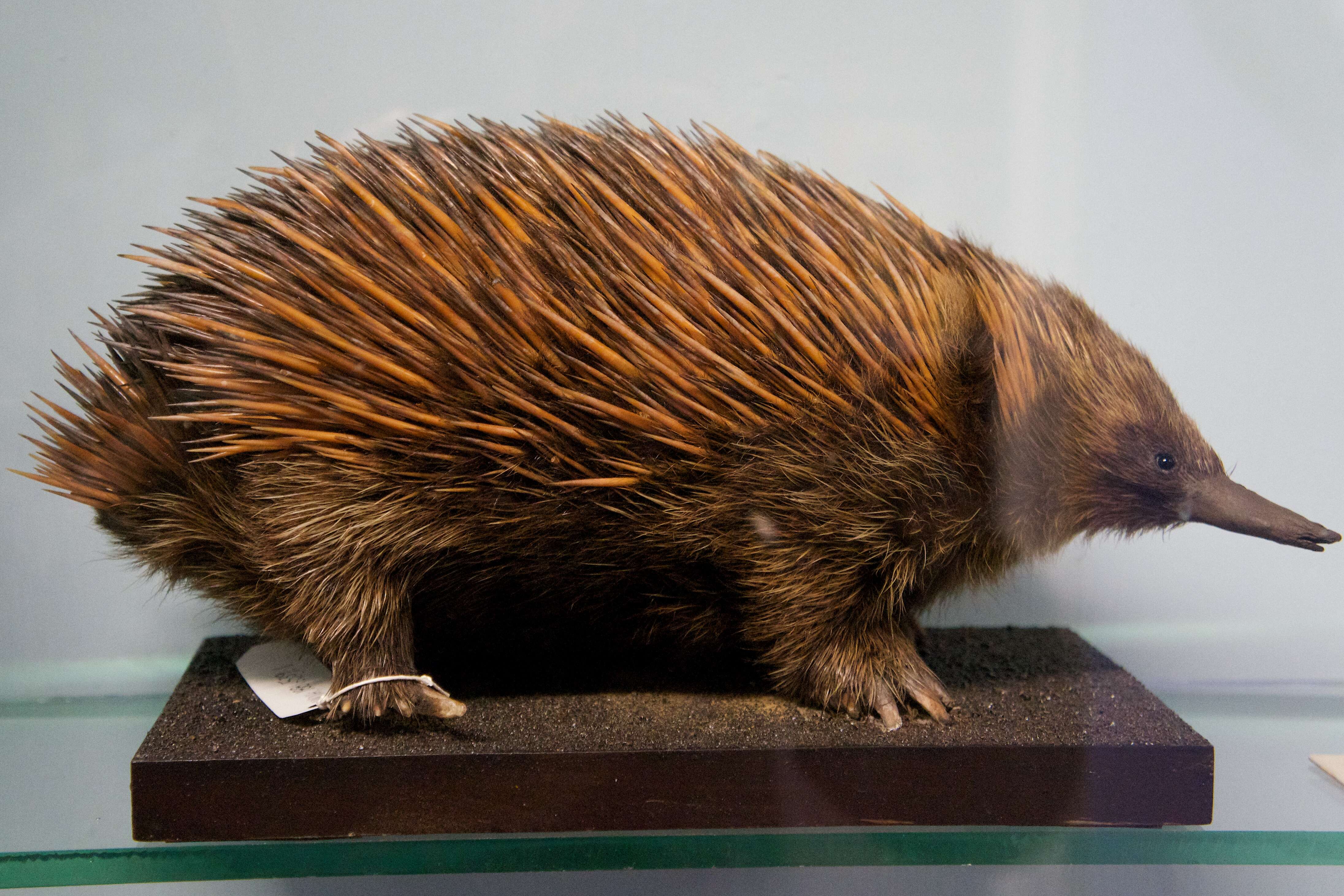 Image of Short-beaked Echidnas