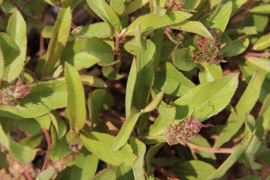 Image de Acalypha polymorpha Müll. Arg.