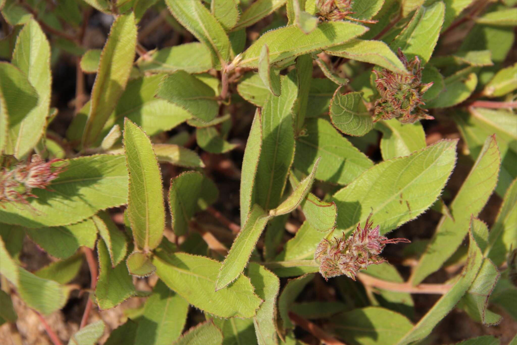 Image of Acalypha polymorpha Müll. Arg.