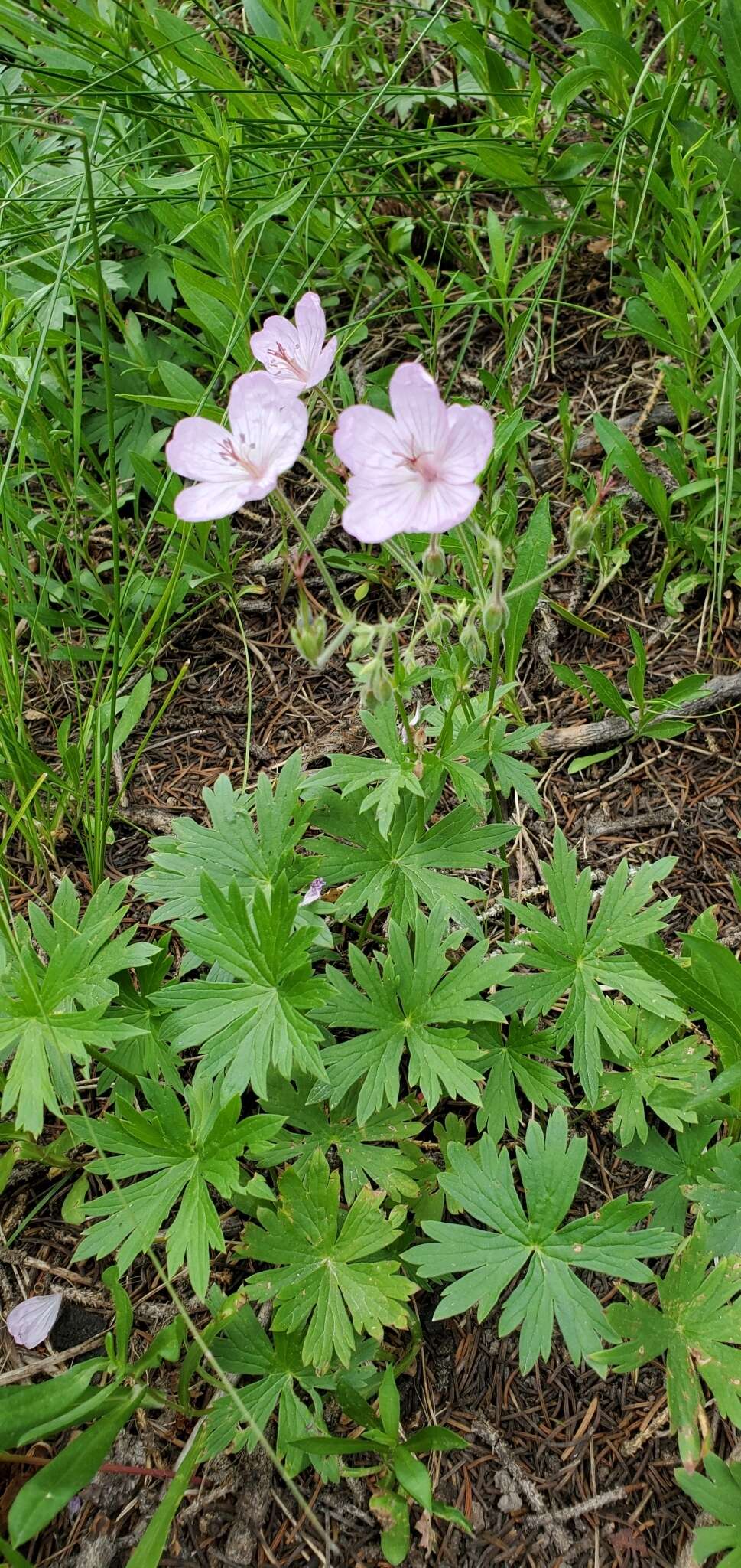 Image of sticky purple geranium