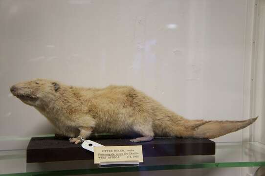 Image of Giant otter shrews