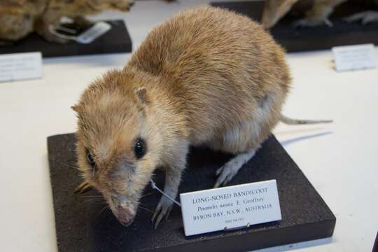 Image of Long-nosed Bandicoot