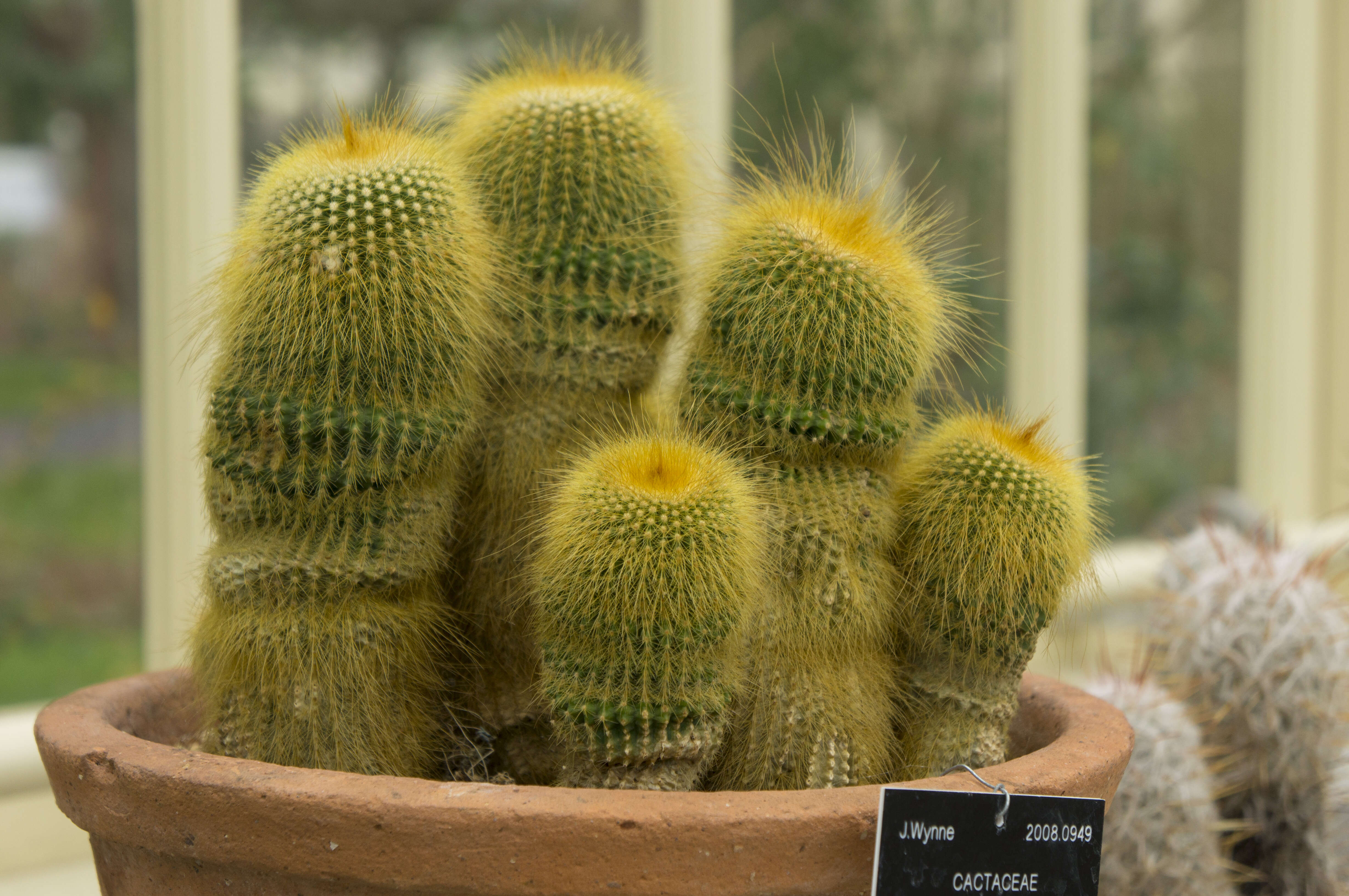 Image of Parodia lenninghausii (F. Haage) F. H. Brandt ex Eggli & Hofacker