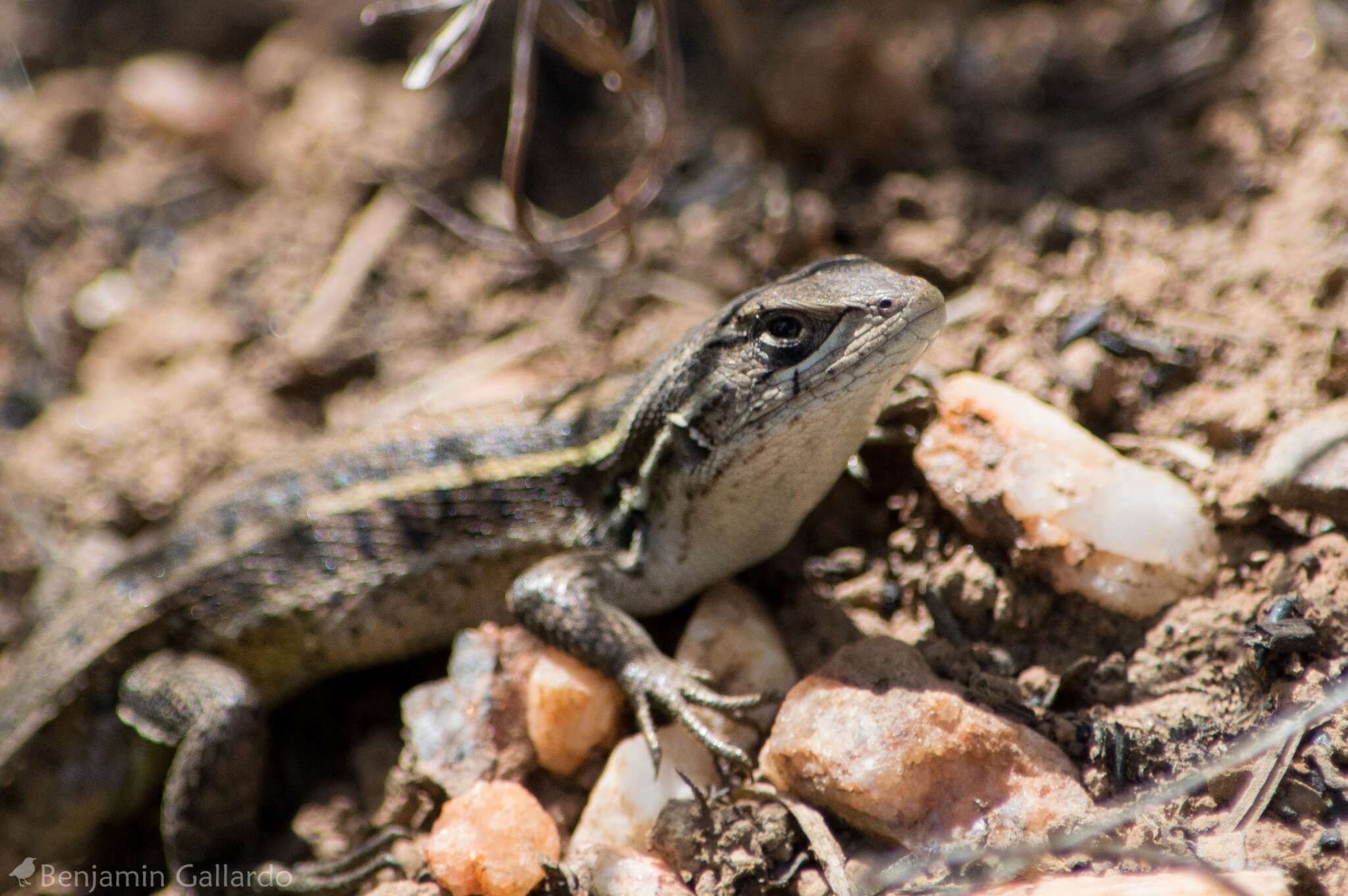 صورة Liolaemus lemniscatus Gravenhorst 1838