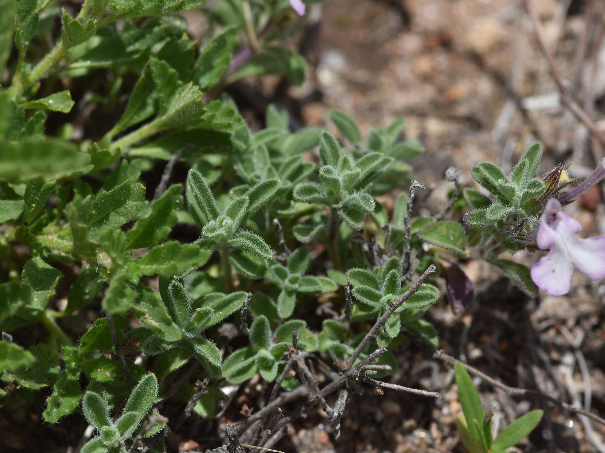 Imagem de Salvia axillaris Moc. & Sessé ex Benth.