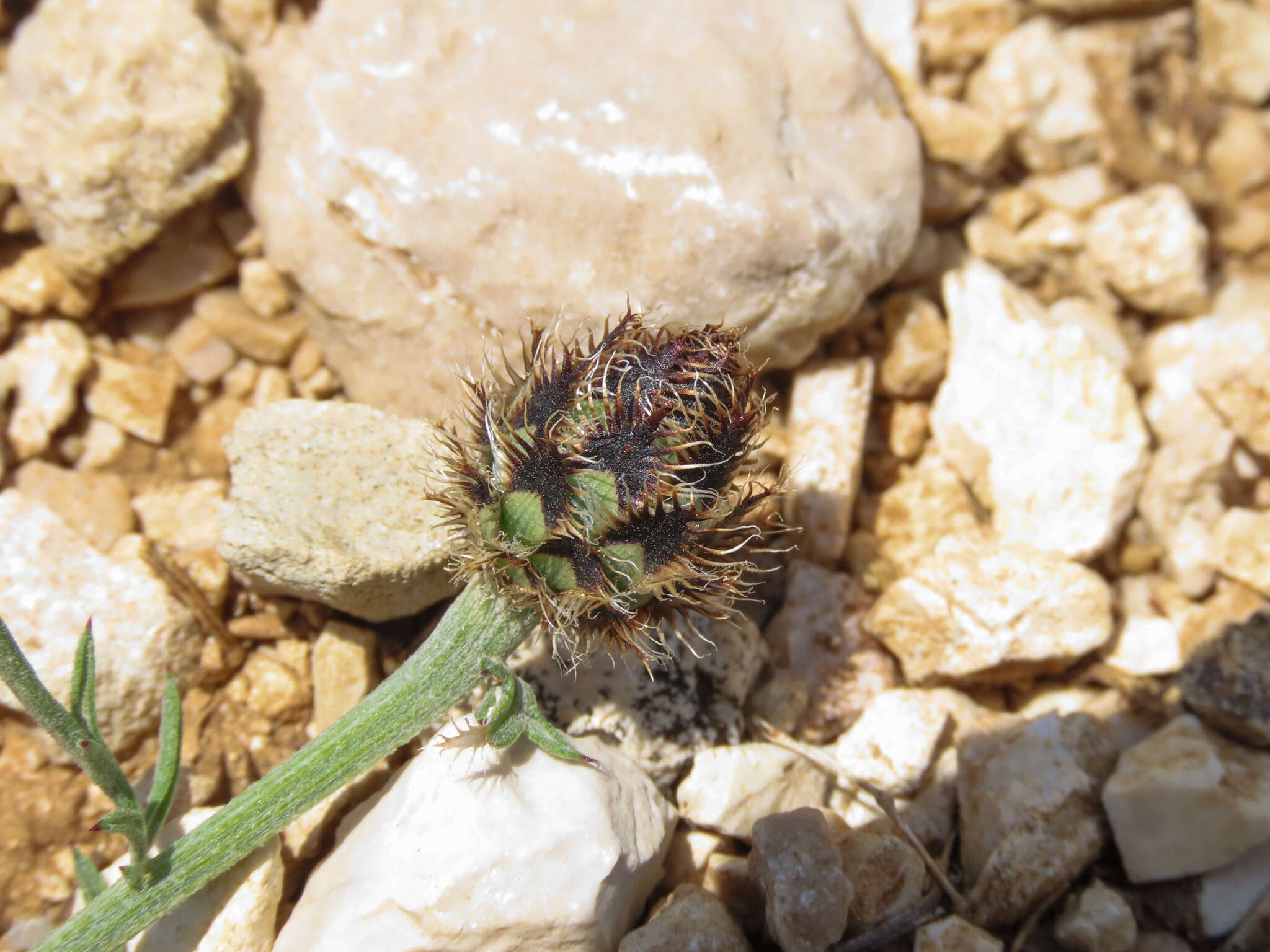 Слика од Centaurea ambigua Guss.