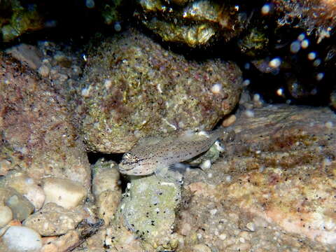 Image of Bucchich's Goby