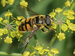 Image of Myathropa florea