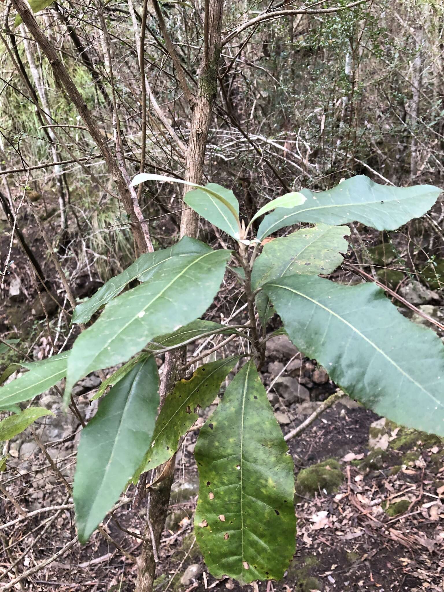 Olearia argophylla (Labill.) F. Müll. resmi