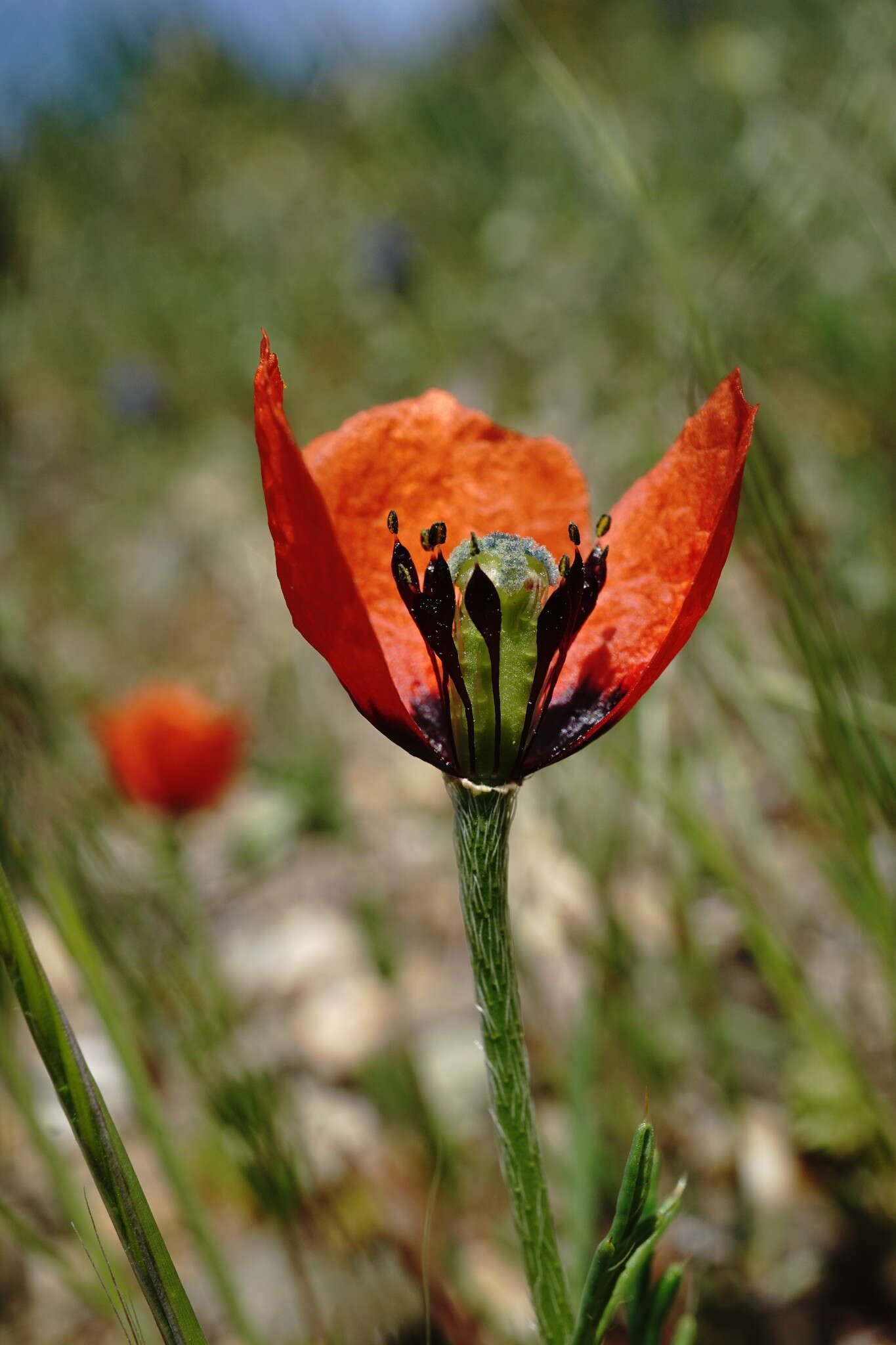 Image of Papaver minus (Bél.) Meikle