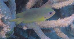 Image of Ambon damsel