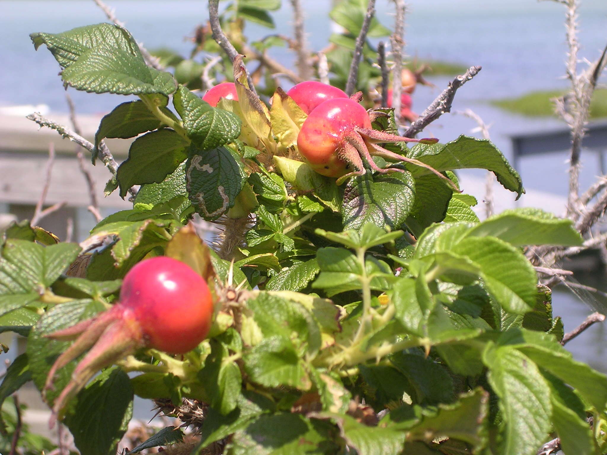 Image of japanese rose