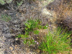 Image of Linanthus californicus (Hook. & Arn.) J. M. Porter & L. A. Johnson