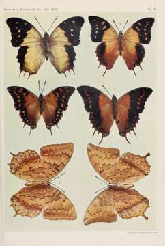 Charaxes latona Butler 1865 resmi