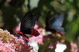 Atrophaneura horishanus (Matsumura 1910)的圖片