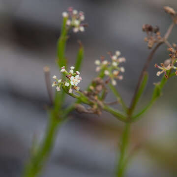 Imagem de Platysace heterophylla (Benth.) Norman