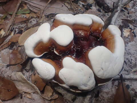 Ganoderma steyaertianum B. J. Sm. & Sivasith. 2003的圖片