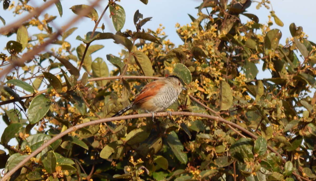 Image of Rufous-winged Antshrike