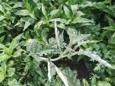 Imagem de Brugmansia ceratocaula (Jacq.) Court ex Gaede