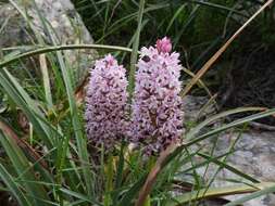 صورة Anacamptis pyramidalis var. urvilleana (Sommier & Caruana) Schltr.