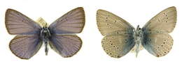 Image of Polyommatus amandus