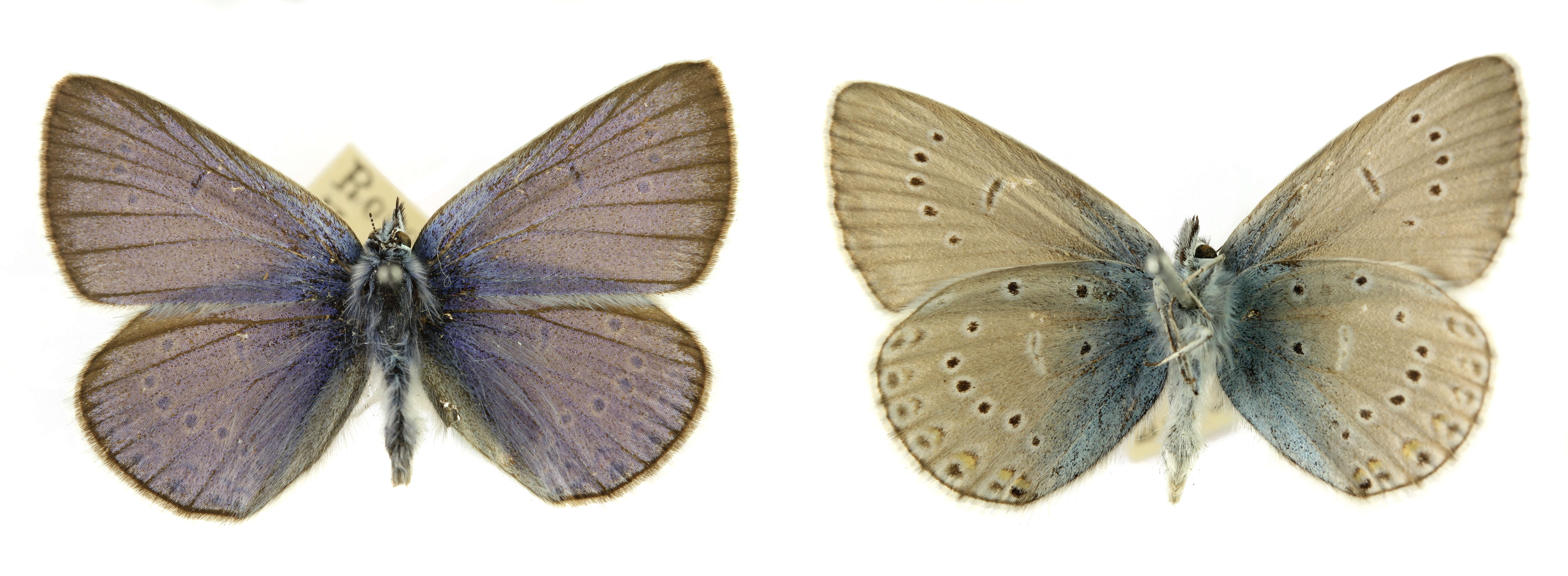 Image of Polyommatus amandus