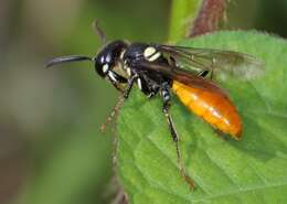 Imagem de Philanthus loeflingi Dahlbom 1845