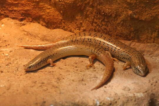 Image of Ocellated Bronze Skink