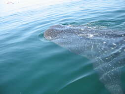 Image of whale sharks