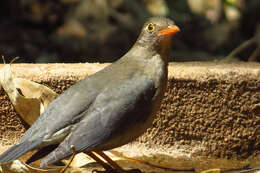 Image of Indian Blackbird