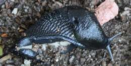 Image of ash-black slug