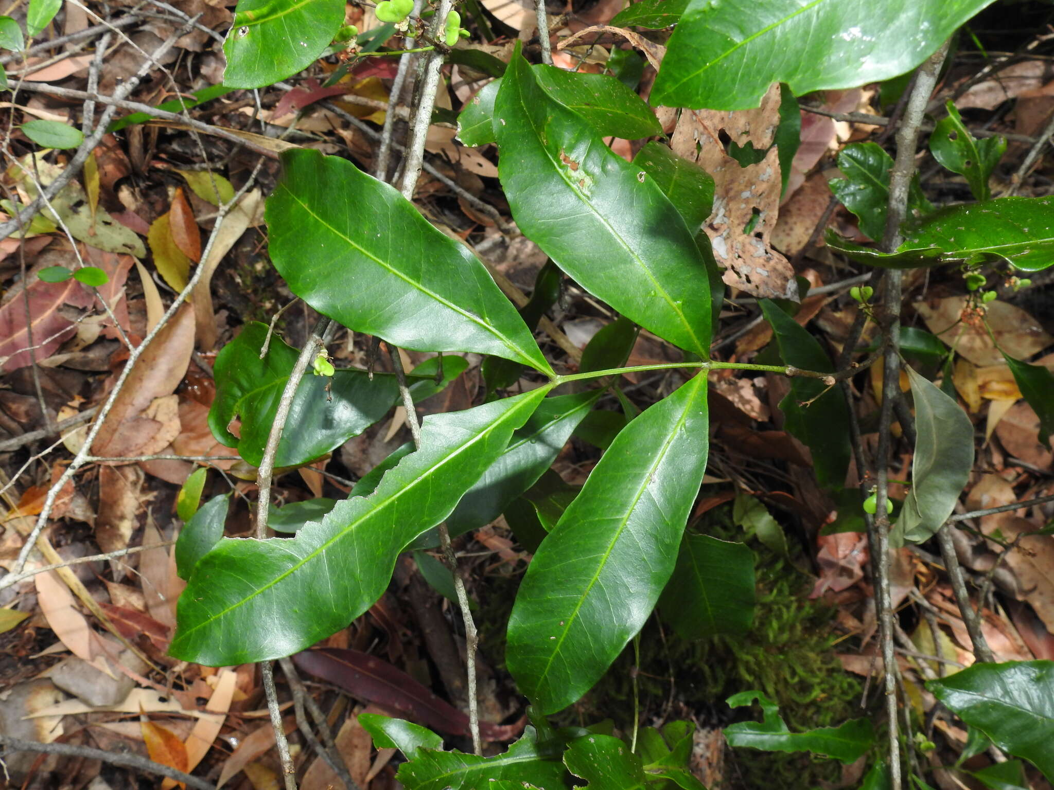 Image of Arytera distylis (Benth.) Radlk.