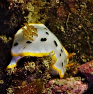 Image of Chromodoris orientalis Rudman 1983