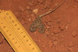 Image of Roman's Saw-scaled Viper