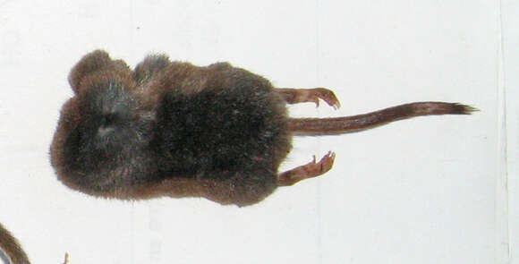 Image of Arctic Shrew