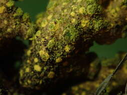 Image of Crocodia poculifera (Müll. Arg.) D. J. Galloway & Elix