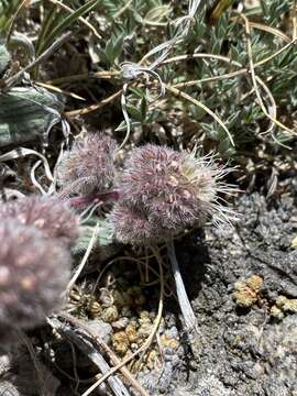 Phacelia hastata var. compacta (Brand) Cronq. resmi