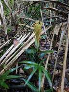 Aspidogyne commelinoides (Barb. Rodr.) Garay resmi