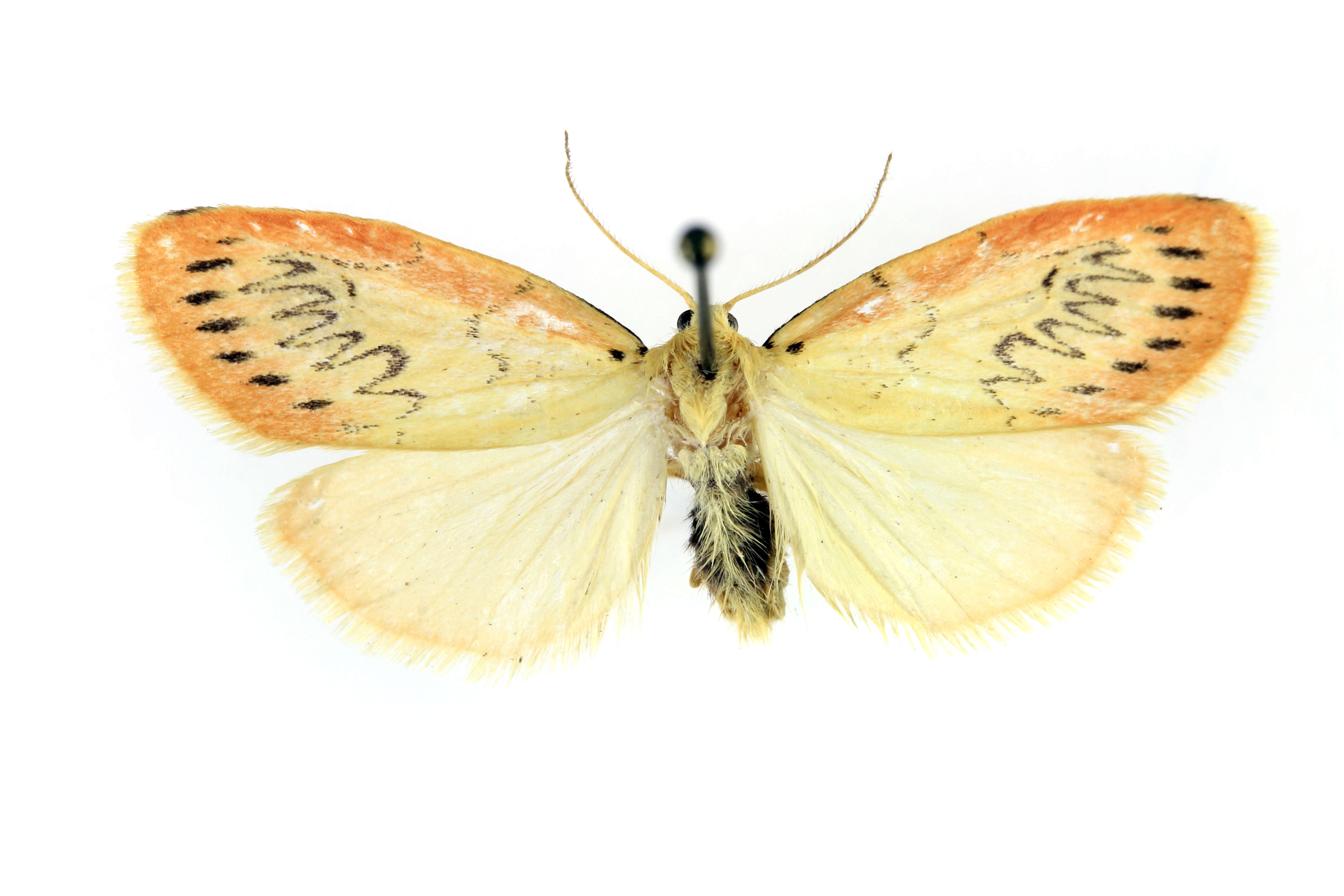 Image of rosy footman