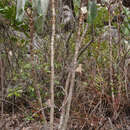 Image of Begonia grisea A. DC.